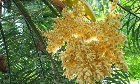 Mật ong ruồi hoa dừa – ngọt lành từ thiên nhiên miền tây nam bộ