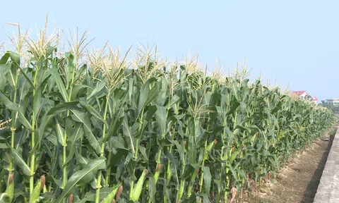 Ngô nếp TBM 18 được đưa vào sản xuất ở nhiều tỉnh thành trong cả nước