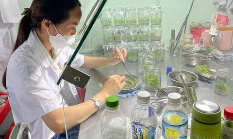 Cây giống yếu tố quan trọng hàng đầu trong lâm nghiệp