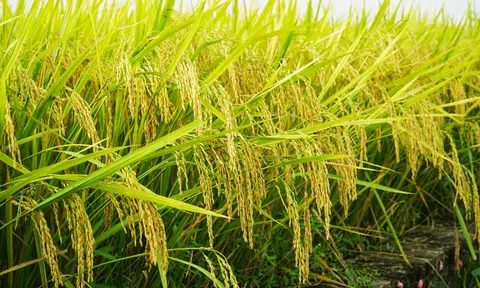 Giống lúa TBR97 loại hàng hóa chất lượng cao trong thị trường lúa gạo