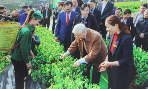 Tân Cương vùng đất lý tưởng để phát triển cây chè (Bài 1)