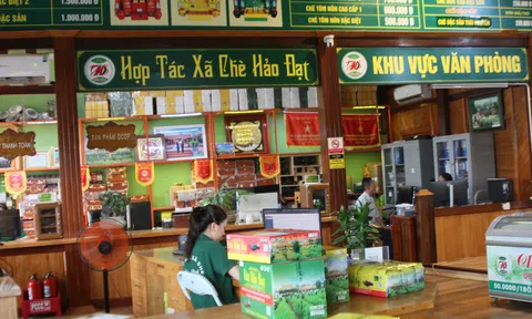 Thắp lửa giữa mênh mông vùng chè nổi tiếng (Bài 3)