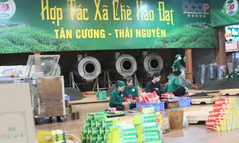 Hợp tác xã Chè Hảo Đạt góp phần khẳng định vị thế Trà Thái Nguyên (Bài cuối)