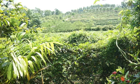 Tinh hoa từ thiên nhiên: Sức mạnh của dược liệu trong sản phẩm hiện đại