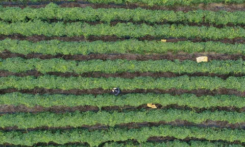 Kiến tạo nền Nông nghiệp xanh - hiệu quả từ gốc rễ: Organic Farming