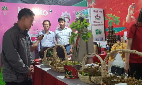 Người tiêu dùng ngày càng chuộng sâm củ tươi có chỉ dẫn địa lý Kon Tum
