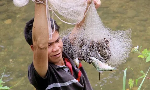 Các bản làng xứ Nghệ lập hương ước bảo vệ giống cá đặc sản