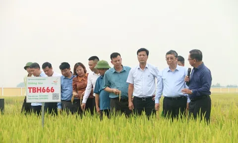 Những tín hiệu vui từ mùa vụ lúa Xuân 2025 ở Hải Phòng và Thái Bình