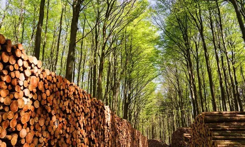 Đồng Nai thuộc tốp đầu cả nước về phát triển ngành sản xuất, chế biến, xuất khẩu gỗ