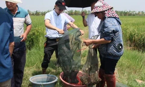 Theo dấu chân người làm xanh hóa cánh đồng: Từ bản hợp đồng 4 nhà liên kết sản xuất lúa sạch (Bài 1)