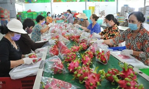 Thủ tướng chỉ đạo gỡ vướng cho thanh long, hồ tiêu xuất khẩu
