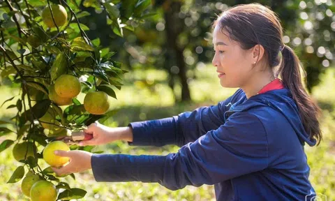 Khơi thông động lực phát triển nông nghiệp hàng hóa vùng Bắc Trung bộ