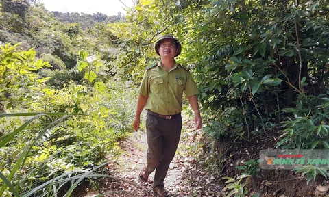 ​Dưới tán rừng dẻ: Bản giao hưởng mùa thu ở Chí Linh