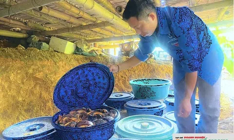 Bí thư chi đoàn khởi nghiệp thành công nhờ nuôi ấu trùng đặc sản