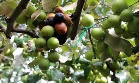 Nguyên nhân khiến táo rụng trái