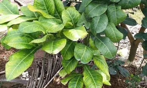 Cách phòng và trị bệnh vàng lá, thối rễ trên cây trồng