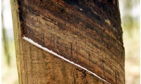 Bệnh loét sọc mặt cạo trên cây cao su