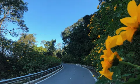 Hoa dã quỳ ở vườn quốc gia Ba Vì nở vào tháng mấy?