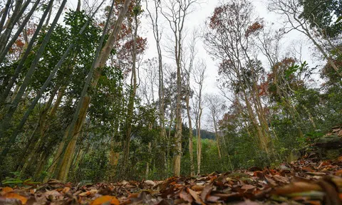 Thu gần 2.000 tỷ đồng tiền dịch vụ môi trường rừng từ đầu năm 2023