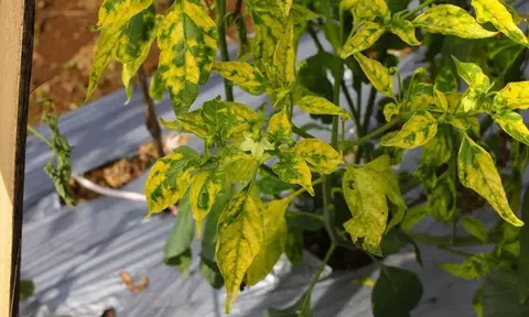 Chữa bệnh vàng lá cho cây ớt thế nào?