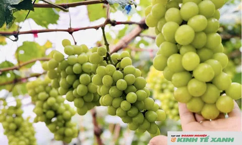 Vườn nho "quý tộc" hút khách tham quan
