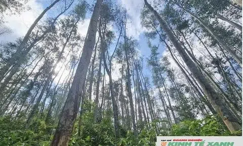 Tỉnh Nghệ An thực hiện khoanh nuôi tái sinh 2.315 ha rừng phòng hộ