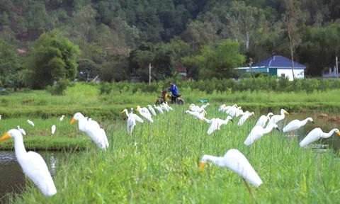Nghệ An quyết liệt, mạnh tay xử lý tình trạng săn bắt chim trời và khai thác thuỷ sản bất hợp pháp