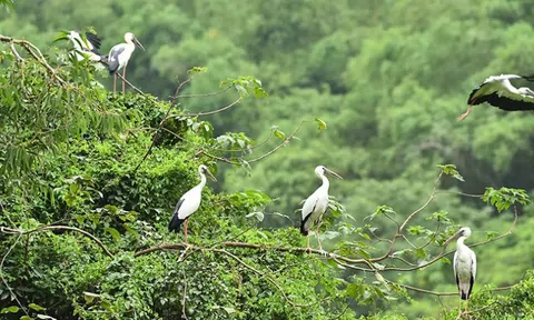 Tăng cường đấu tranh, phòng ngừa và xử lý tội phạm về đa dang sinh học