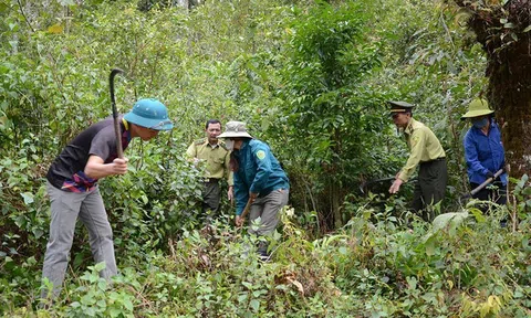 Đề án giao rừng gắn với giao đất: thành công thấy rõ trên đại ngàn xứ Nghệ