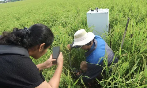 Tạo tín chỉ carbon trong sản xuất lúa - Một dự án đa mục tiêu