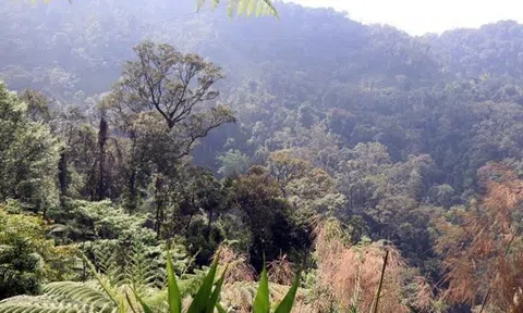 Thành phố Huế thành lập Ban Quản lý Khu Dự trữ thiên nhiên Sao La