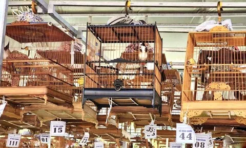 Nuôi, nhốt chim cảnh - Đừng vì thiếu hiểu biết mà trở thành người vi phạm pháp luật