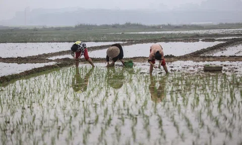 Nông nghiệp xanh và câu chuyện đại điền