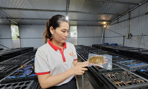 Lợi ích “kép” từ việc nuôi cua trong hộp nhựa