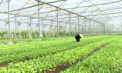 Bình Dương: Ngành nông nghiệp triển khai nhiều giải pháp sáng tạo