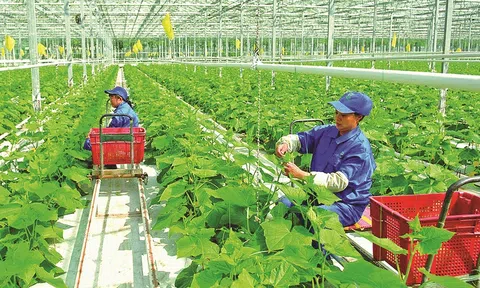 Vai trò doanh nghiệp trong phát triển kinh tế xanh