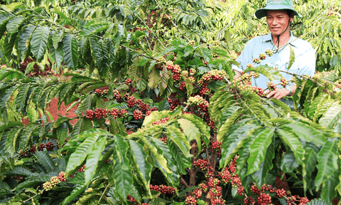 Phát triển cà phê Việt Nam theo định hướng tăng trưởng xanh