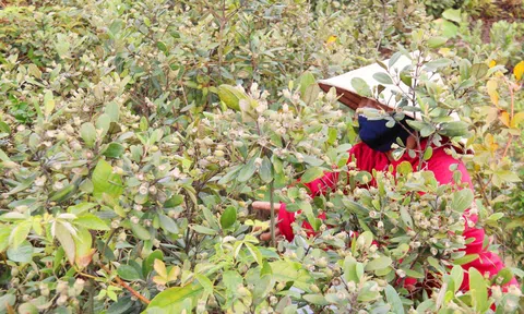 Quảng Bình: Nỗ lực vượt khó ở vùng nguyên liệu gỗ dăm Lệ Thủy