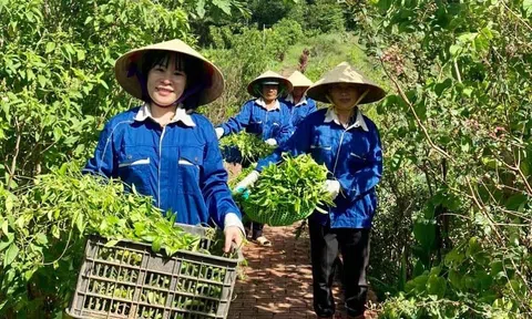 Định vị thương hiệu OCOP trên thị trường nông sản - Bài 4: Muôn nẻo đường tiêu thụ sản phẩm