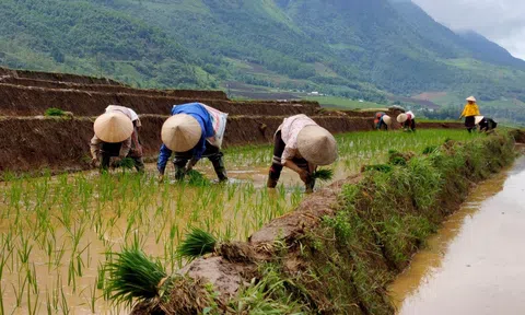 Xác lập vai trò nông hộ nhỏ  trong sự phát triển bền vững “tam nông”
