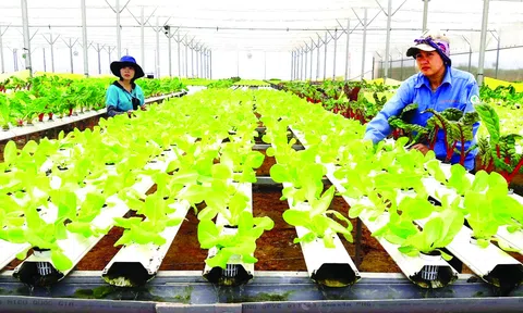 Đào tạo nguồn nhân lực chất lượng cao cho nông nghiệp, nông thôn giai đoạn 2023-2030