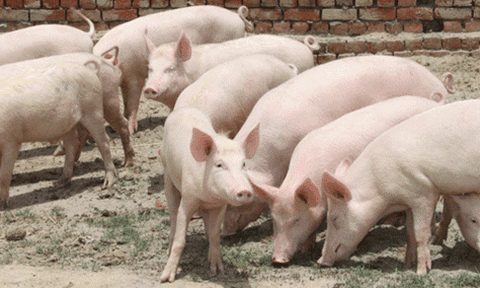 Tây Ninh xử lý nhiều ổ dịch tả lợn châu Phi tại huyện biên giới Tân Biên