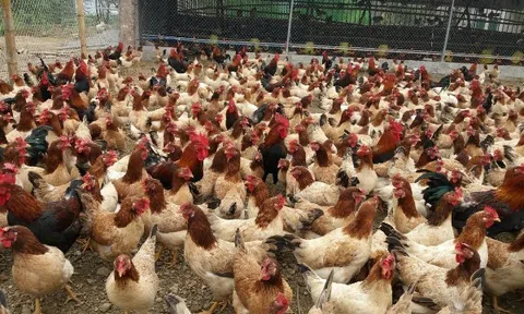 Thái Nguyên: Tăng cường phòng, chống dịch bệnh đối với đàn gia cầm