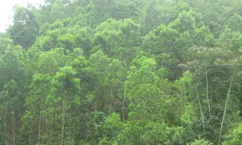 Hà Giang: Định hướng phát triển bền vững rừng kinh tế