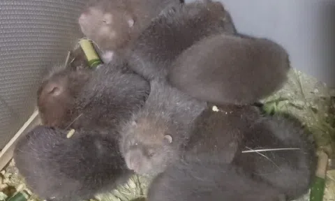 Thanh niên Đặng Văn Hoàng khởi nghiệp từ mô hình nuôi dúi