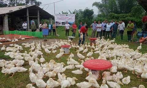 Những kết quả bước đầu Dự án "Xây dựng mô hình chăn nuôi vịt thịt tạo vùng nguyên liệu sản phẩm OCOP" ở Lạng Sơn