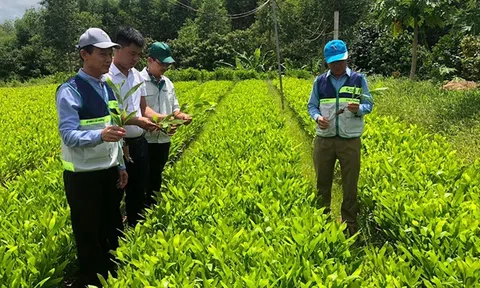 Tín chỉ carbon - “mỏ vàng xanh” mới của nông nghiệp Việt Nam