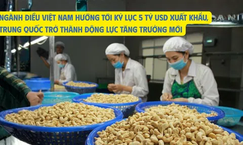 Ngành điều Việt Nam hướng tới kỷ lục 5 tỷ USD xuất khẩu, Trung Quốc trở thành động lực tăng trưởng mới