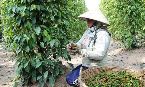 Hồ tiêu Việt Nam lập kỷ lục xuất khẩu, vươn mạnh tại thị trường Ấn Độ