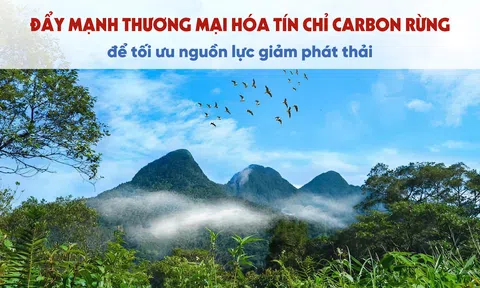 [Emagazine] Đẩy mạnh thương mại hóa tín chỉ carbon rừng để tối ưu nguồn lực giảm phát thải